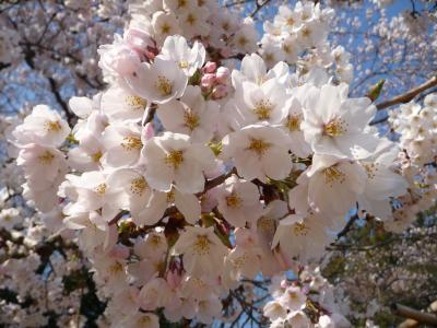 岡山後楽園(桜)