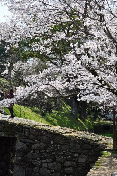 秋月の桜