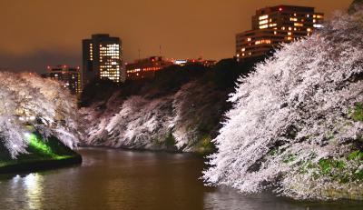 ライトアップされた千鳥が淵の桜