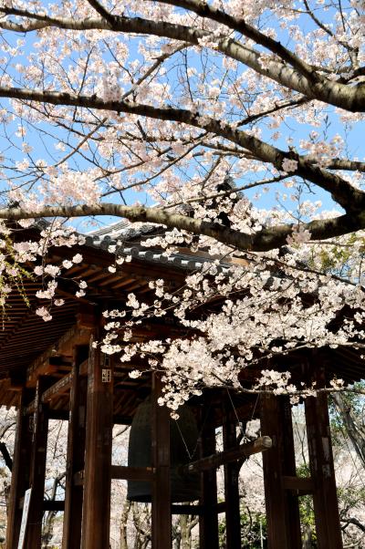 「さくら　・　サクラ　・　都心の桜　！！　　 増上寺～　桜田門～　千鳥ヶ淵　」　2012