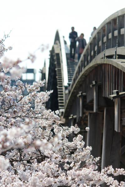 桜満開の＜錦帯橋＞でお花見♪