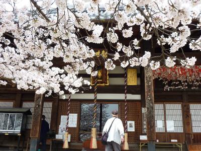 野崎観音も見事に桜満開♪