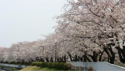 2012土浦ご近所 桜めぐり