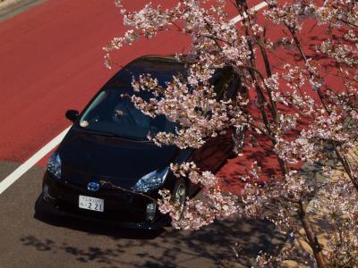 ２０１２　東京ミッドタウン　桜　満開　上