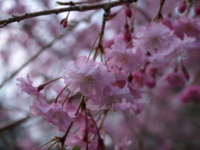 こじんま～りした、でも満開の松尾寺の桜鑑賞　in　和泉