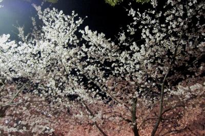 2012春、名古屋市内の夜桜見物(1/３)：鶴舞公園の夜桜