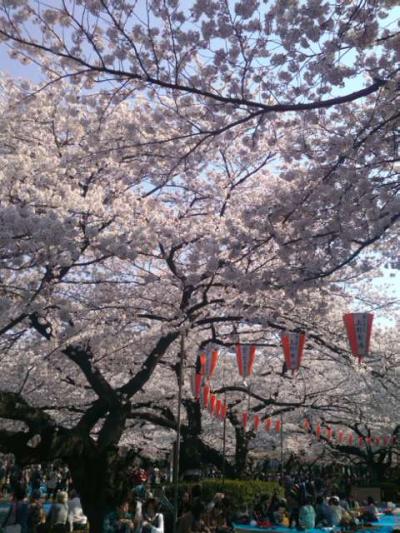 桜・さくら・サクラin上野