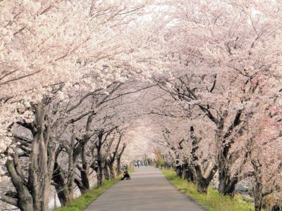 2012 墨俣一夜城址　桜トンネル