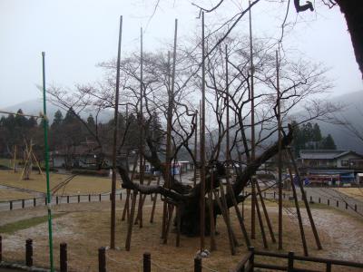 美濃の淡墨桜の開花は遅れるようです