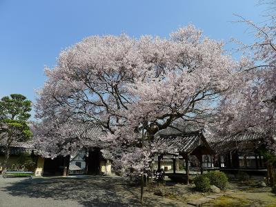 「懐（おもい）の桜」が満開！吉野・本善寺