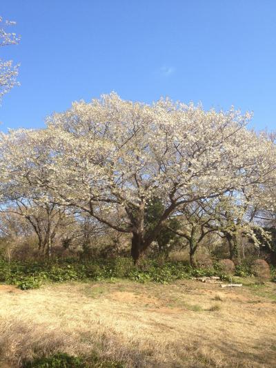 丘の上の小さな森と大きな桜＠伊豆下田