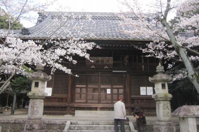 2012春、満開が近くなった洲原公園の桜(4/4)：洲原神社、ソメイヨシノ、御神木