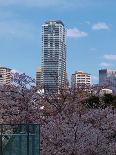 ２０１２　東京ミッドタウン　桜　満開　下