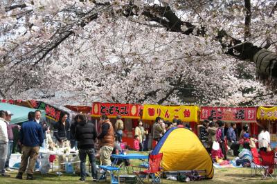 2012春、満開が近くなった洲原公園の桜(1/4)：ソメイヨシノ、ヒドリガモ