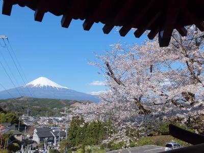 妙松寺の桜と富士山・リベンジ