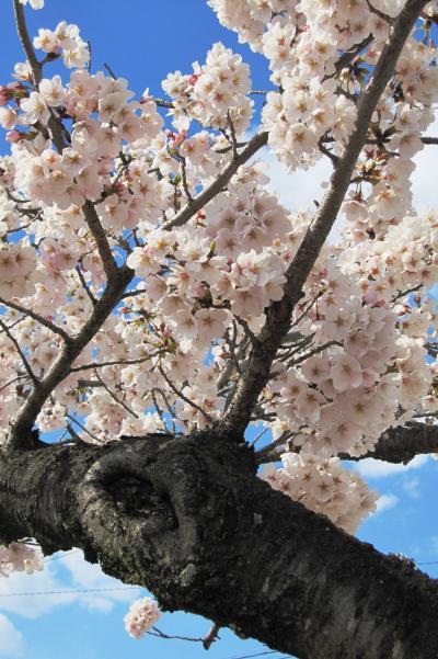 2012春、満開が近くなった洲原公園の桜(3/4)：ソメイヨシノ、洲原池