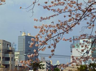 ２０１２　江戸の昔からのお花見の名所　北区　飛鳥山ー上　色々な乗り物も見えます