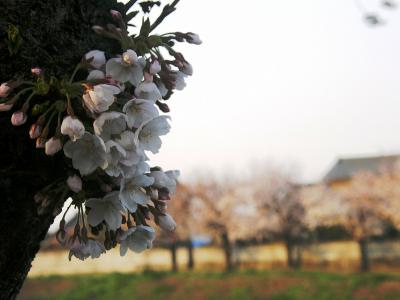 早朝ウォーキングで2012久喜市内のさくら巡り-2