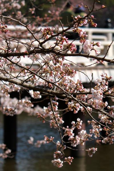 今回もよく笑った～！　お箸が転げても可笑いお年頃　？？？　～抱腹絶倒の奈良コミュ・グルメ分科会＆さ・く・ら♪～　《前編》 「平城京・東院庭園」散策、豆腐料理「豆仙坊」、てくてく「浮見堂」の桜