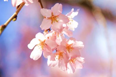醍醐寺の桜を見に行きました。