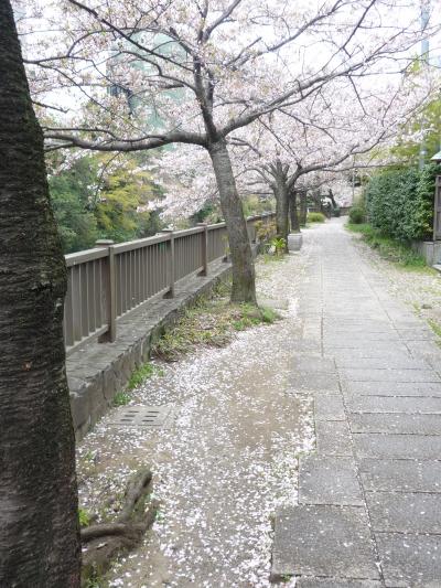 急いで！！「桜散らしの雨｣の降る前に！伊東松川遊歩道桜吹雪と新緑の兆しに癒されて・・・。