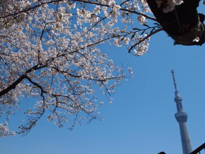 2012・桜～墨田公園で花見～