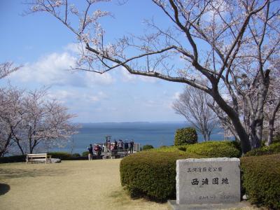 西浦園地　絶景の地でお花見♪