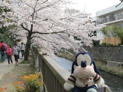 グーちゃん、春の花見合宿に行く！（伊東公園でお花見編！）