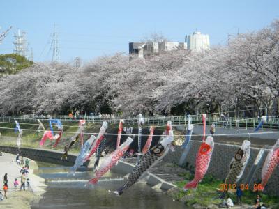 香流川の桜　2012