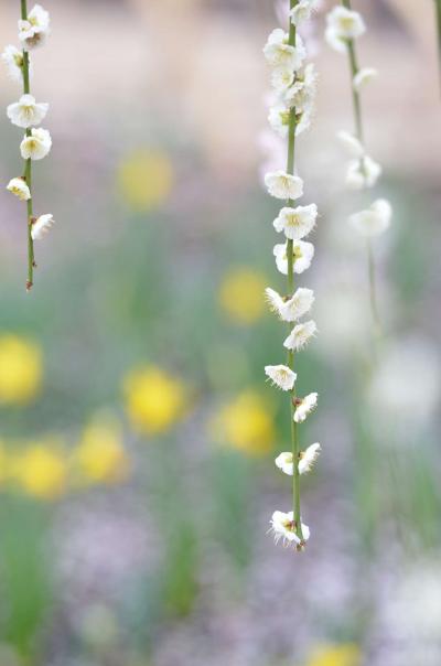 なばなの里　しだれ梅・河津桜まつり