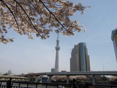 隅田川クルーズで浅草へ　　今日も桜を堪能！　