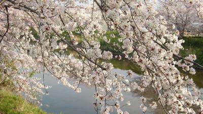 岩倉の五条川の桜と木曽三川公園のチュウリップ！