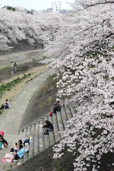 2012春、概ね満開の山崎川の桜(1/4):ソメイヨシノ、アカメガシ