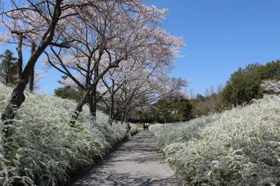 満開だ！！！！桜とユキヤナギのコラボ・・・・（愛知県緑化センターで！）