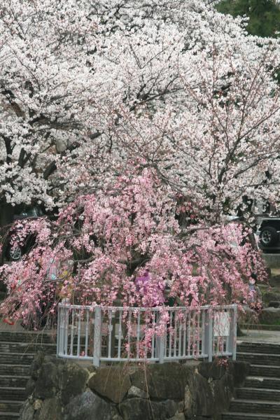 2012春、概ね満開の山崎川の桜(2/4):ソメイヨシノ、紅枝垂れ桜、紫木蓮