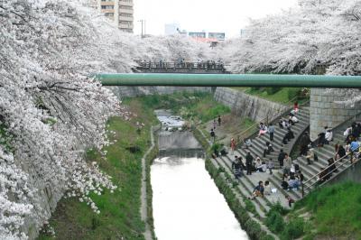 2012春、概ね満開の山崎川の桜(3/4):ソメイヨシノ、シデコブシ