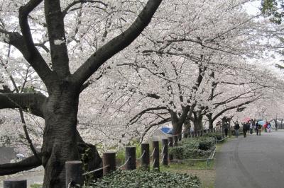 2012春、概ね満開の山崎川の桜(4/4):ソメイヨシノ、レンギョウ、紅枝垂れ桜
