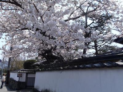 ☆春爛漫☆桜満開☆津和野～萩～錦帯橋★萩編