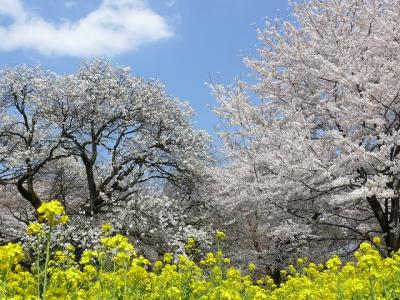 小金井公園で桜探し