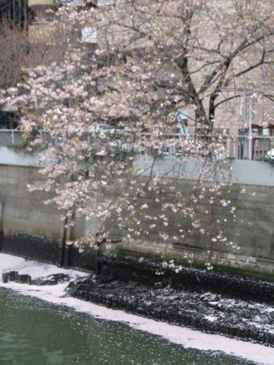 五反田・目黒川の桜