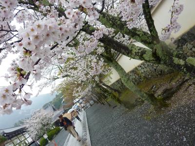 爛漫の桜を愛でながら 春雨の京都嵐山そぞろ歩き