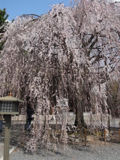 京都・桜めぐり