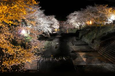 七谷川の夜桜を見に行きました