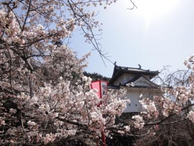 出石城跡の桜