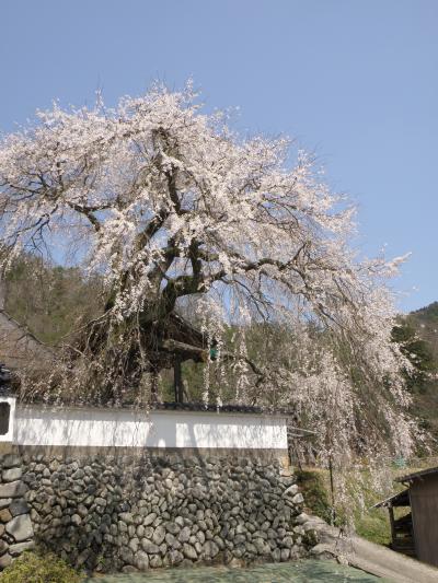 春爛漫の佐用町花めぐり