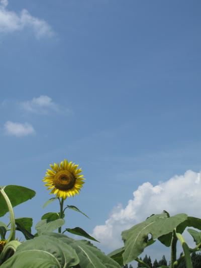 2011年8月　新潟県(津南)