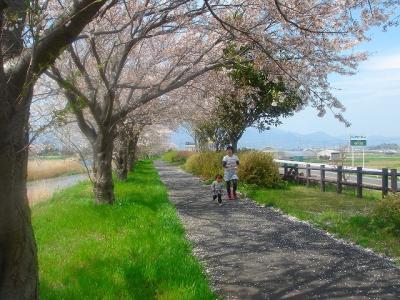 金目川の桜
