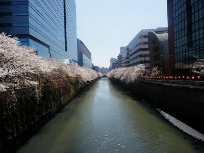 東京２０１２桜　【５】目黒川