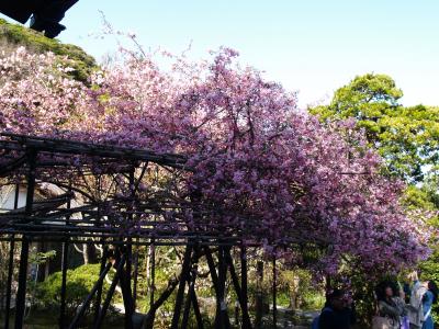 鎌倉光則寺の枝垂れ桜と海棠－2012年