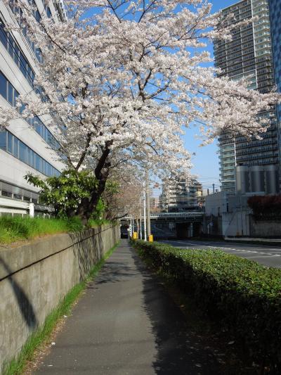 花見お散歩：川崎周辺を歩く